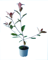 photinia m15 (R)9